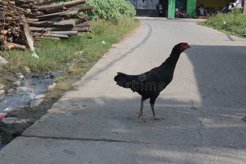 Chicken road online, chicken road demo